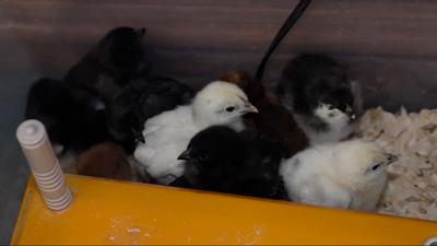 File image of chicks