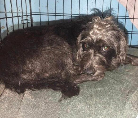 Dogs in urgent need of foster families