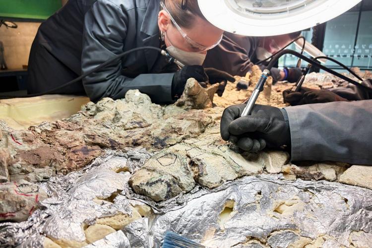 Poland Prehistoric Amphibian