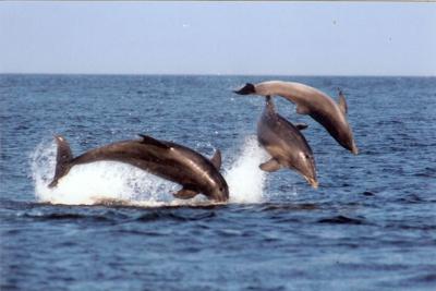 Annual dolphin count