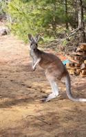 Chesney the kangaroo scales tall fence and flees petting zoo for three days on the lam