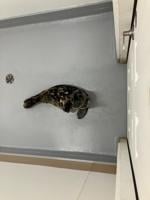 Rescued grey seal settles in at National Marine Life Center