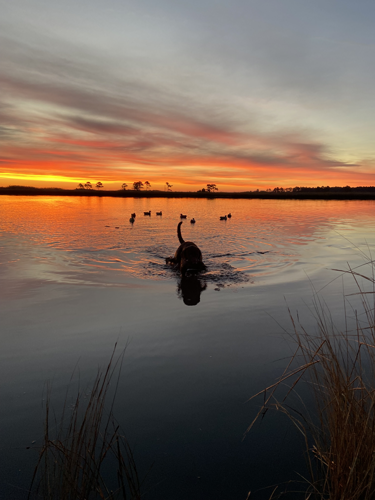 A Chesapeake Bay retriever swimming through marsh waters with a duck at sunrise.