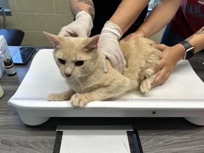 Medical staff evaluate one of the two cats involved in the Kent County house rescue