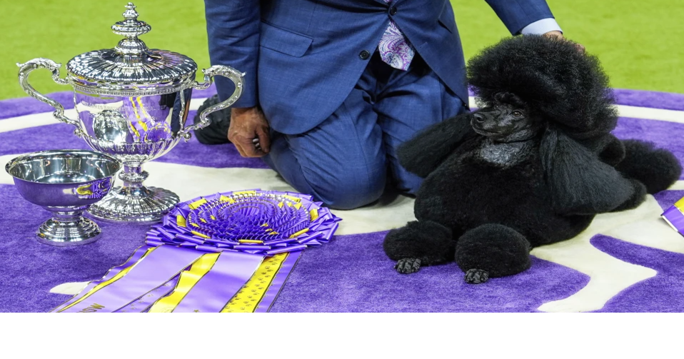 Poodle handler from Rehoboth Beach wins the Westminster Kennel Club dog