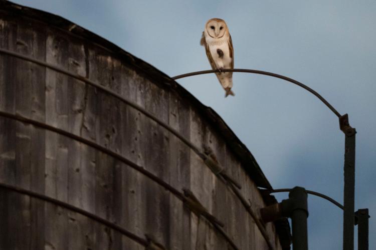 New York City Owls