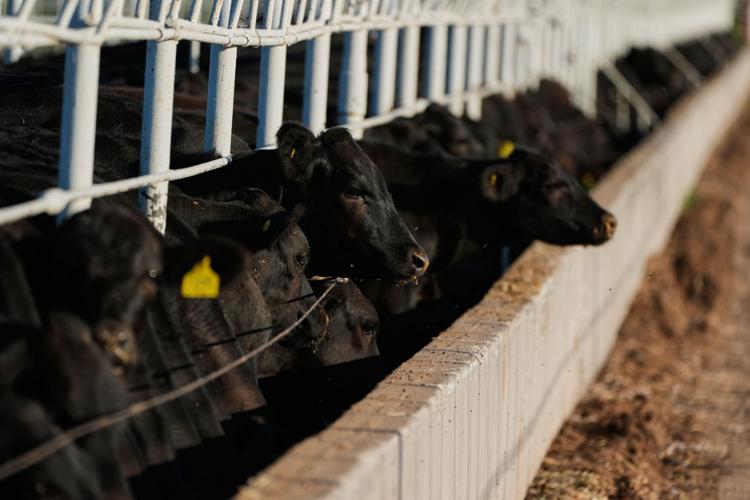 Mexico US Cattle Screwworm