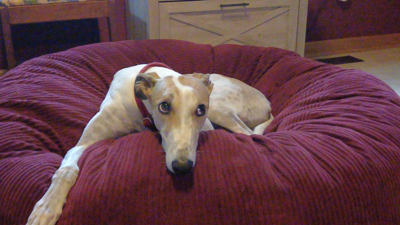 Applications to adopt greyhounds drop