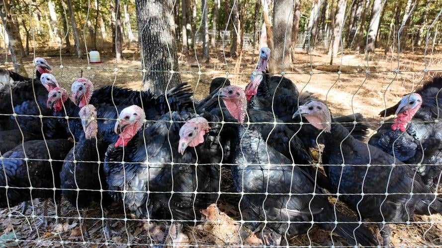 Turkeys at Sassafras Farmstead