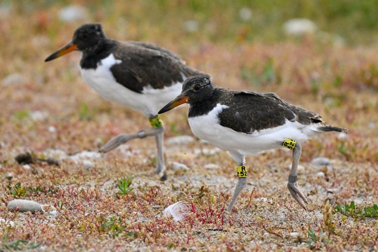 Climate Shorebird Revival