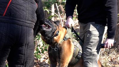 K9 in action