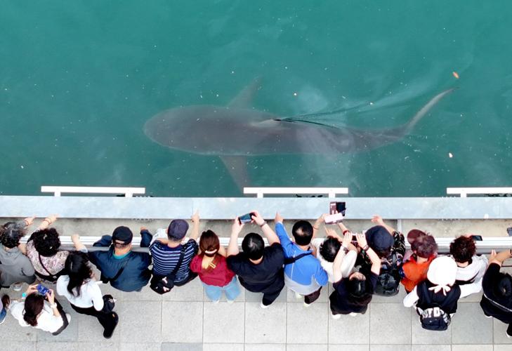 South Korea Shark