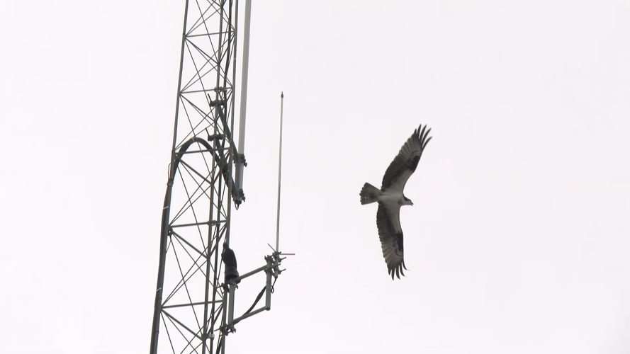 Osprey in flight