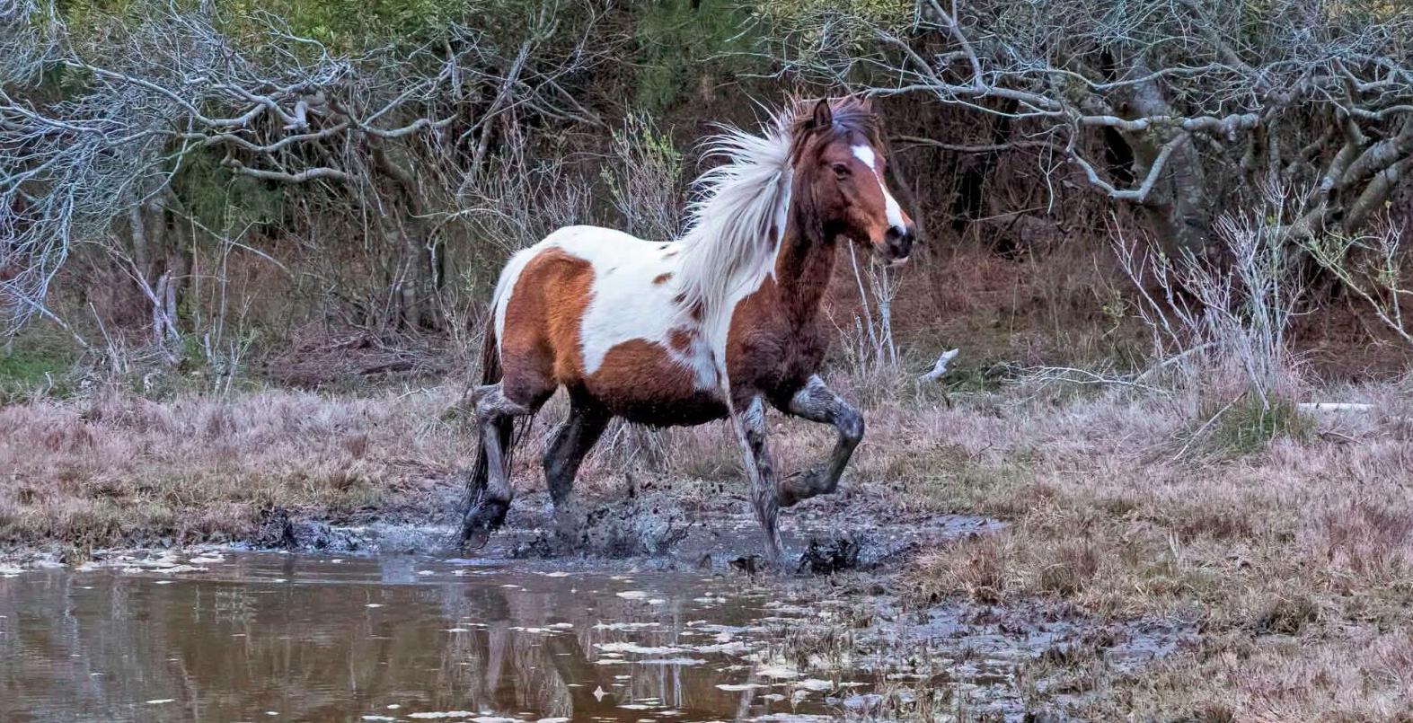 A brown and white horse runs through muddy water.