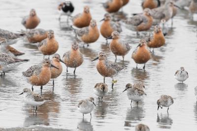 Shorebirds