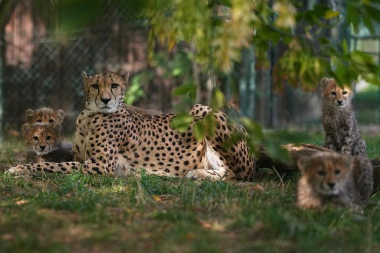 Czech RepublicBaby Cheetahs