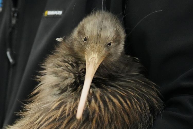 New Zealand Kiwi