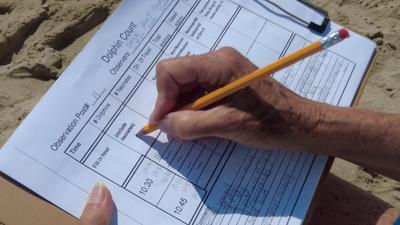 Annual dolphin count takes place in Cape Henlopen State Park