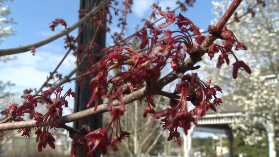 Red Maple Blooms
