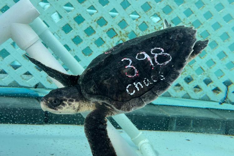 US Cold Stunned Turtles