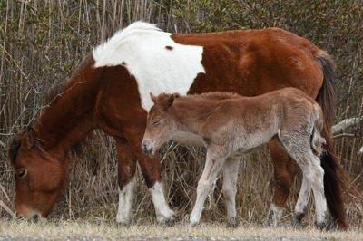 Assateague Island's Wild Horse Population Grows Healthier