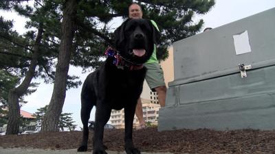 Opinions on dealing with animal cruelty in Ocean City