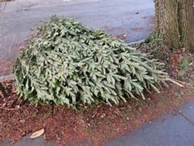 Recycle Your Christmas Trees In Delaware