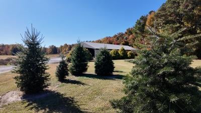 Christmas Trees at Don's Tree Farm in Greenwood