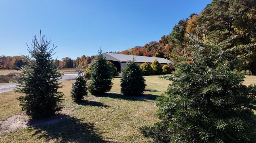 Christmas Trees at Don's Tree Farm in Greenwood
