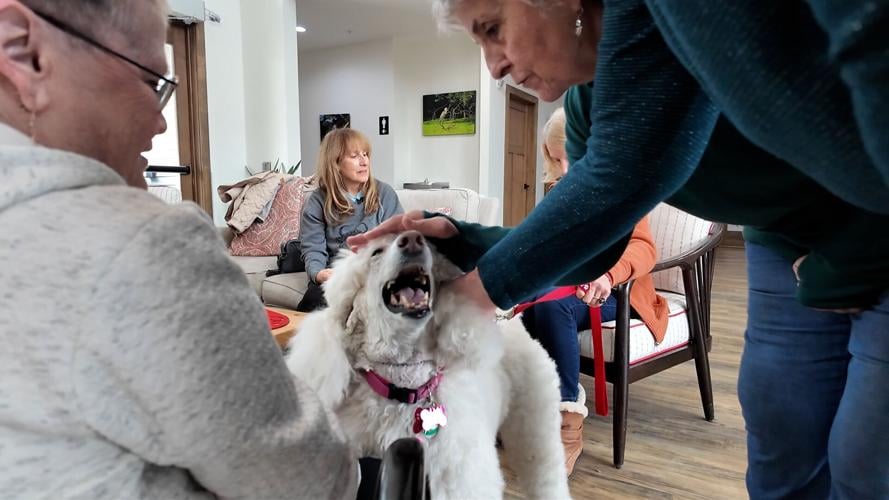 paris therapy dog.jpg