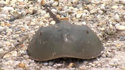 The Horseshoe Crab and Shorebird Festival Returns to Milton this Month