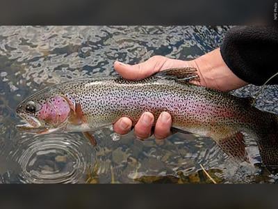 trout