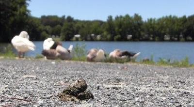 Ocean Pine Euthanizes 200+ Canada Geese to Curb Pollution
