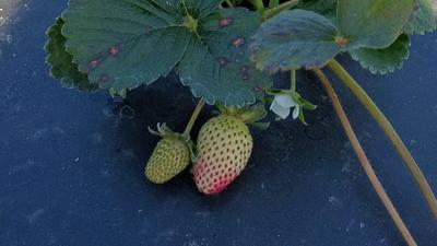 Strawberry