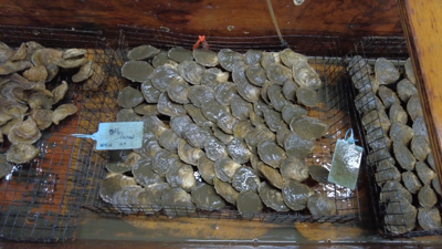 Oyster hatchery in Lewes distributes first seeds