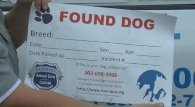 Sussex County Animal Control Proposal In the Works