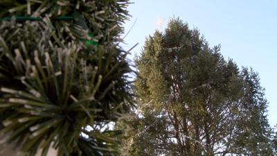 How Businesses and People Will Still Enjoy Holiday Season in Rehoboth Beach