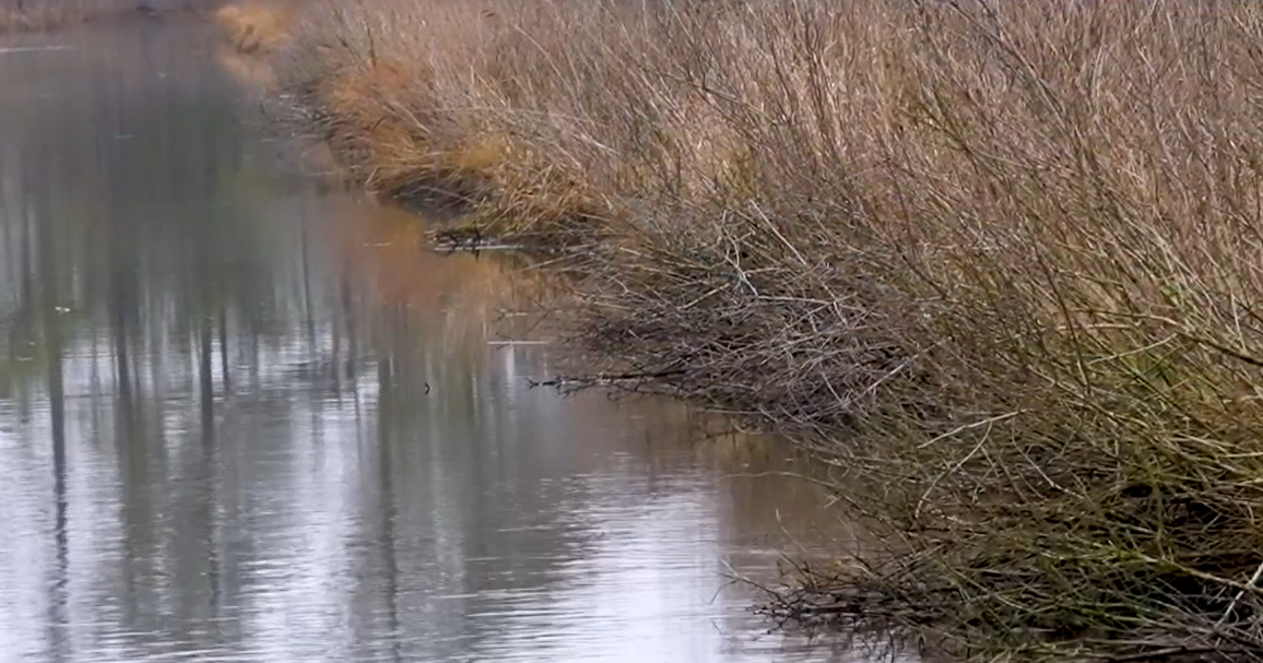 Freshwater wetlands protection becomes law in Delaware