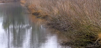 Wetlands
