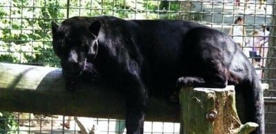 Salisbury Loses Female Black Jaguar Maya