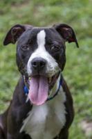 Pet of the Week: Priest of BVSPCA Georgetown