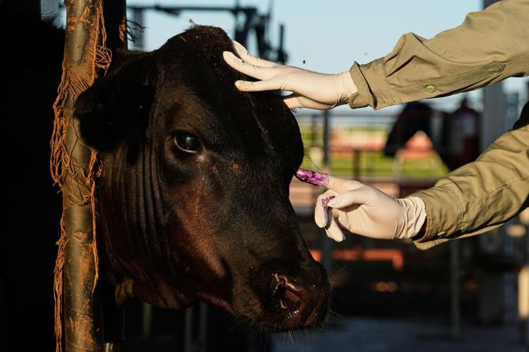 Mexico US Cattle Screwworm