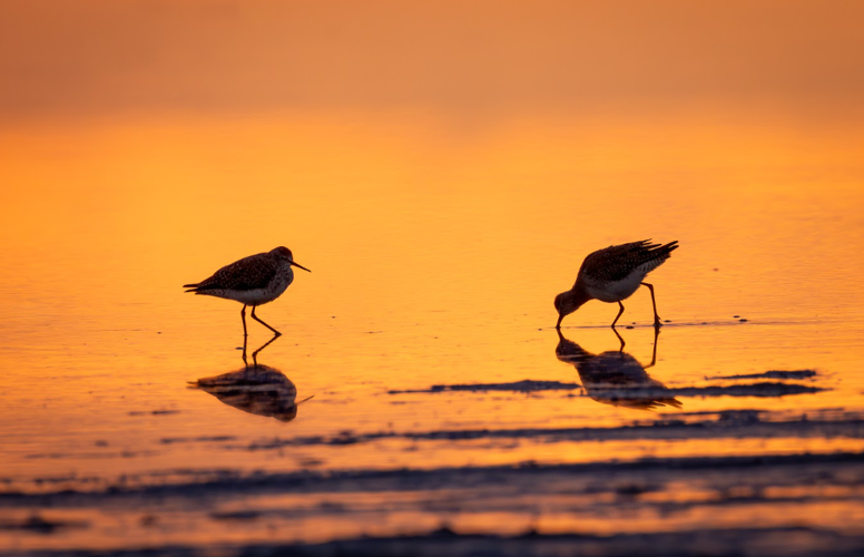 two birds on the beach in front of an orange sky