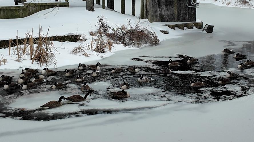 Geese in Mispillion River