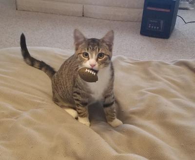 Clear The Shelters Brings Fun And Joy To Home