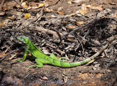 Green iguana