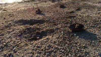 The Role of Delaware Bay Horseshoe Crabs in a COVID-19 Vaccine