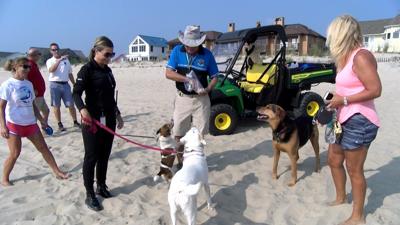 Meet the Dewey Beach "Dog Ambassador"