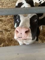 Cows Return to Hopkins Creamery