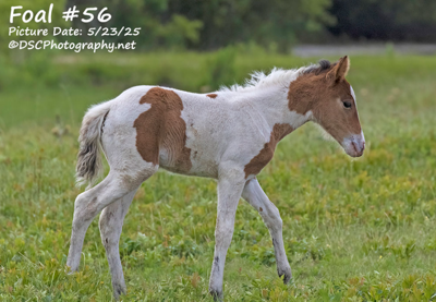 Foal 56